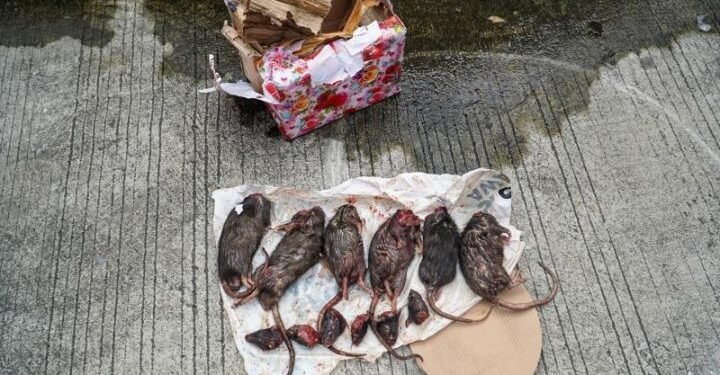 Tempo Diteror: Kotak Berisi 6 Bangkai Tikus Ditemukan